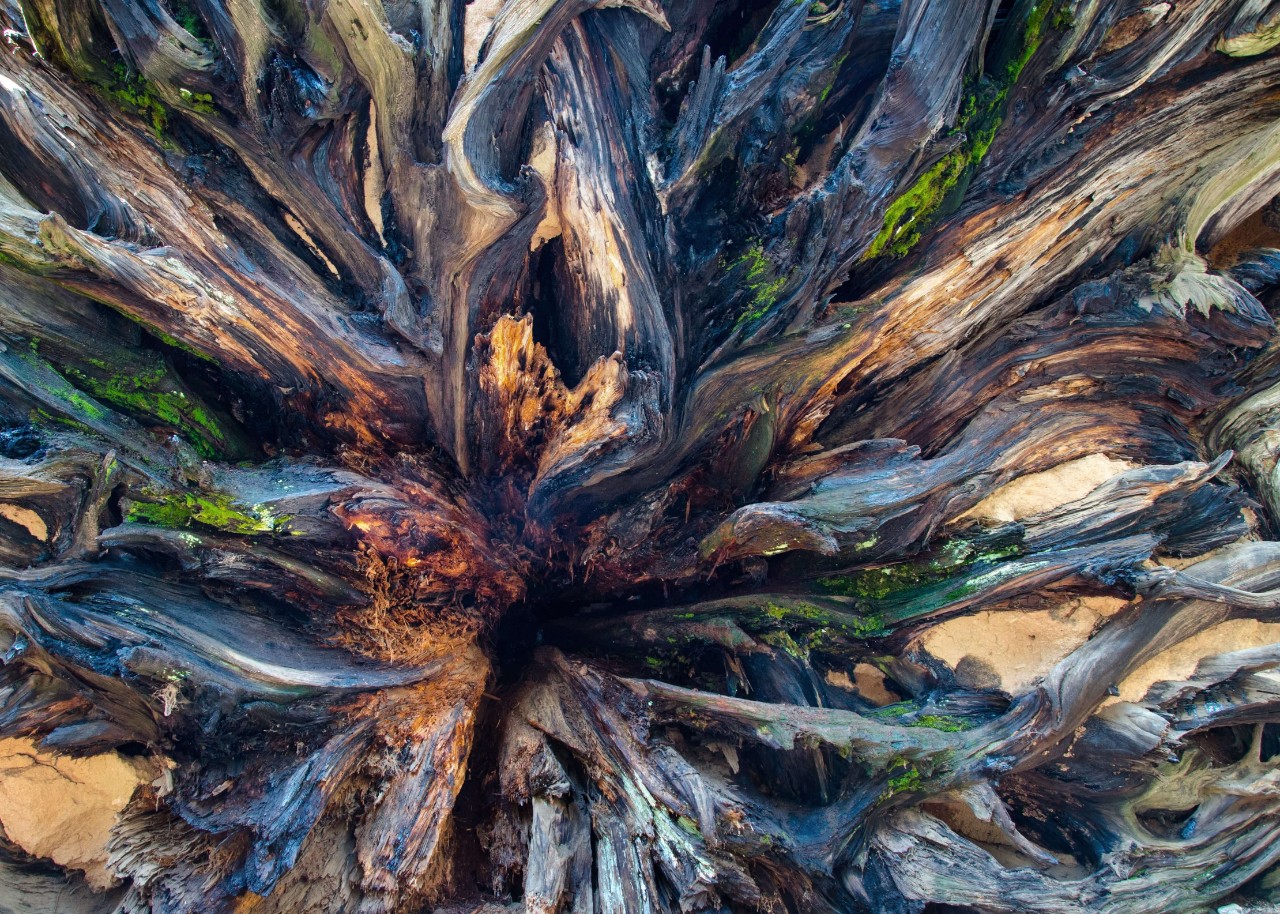 Roots of a fallen sequoia, Sequoia National Park, California, USA Roots of a fallen sequoia, Sequoia National Park, California, USA
